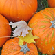 Illustration for article titled 76 Stunning Photos Of Fall Leaves